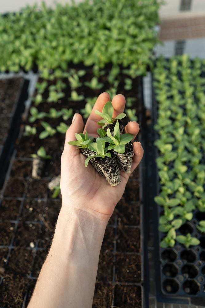 Seedlings in hand